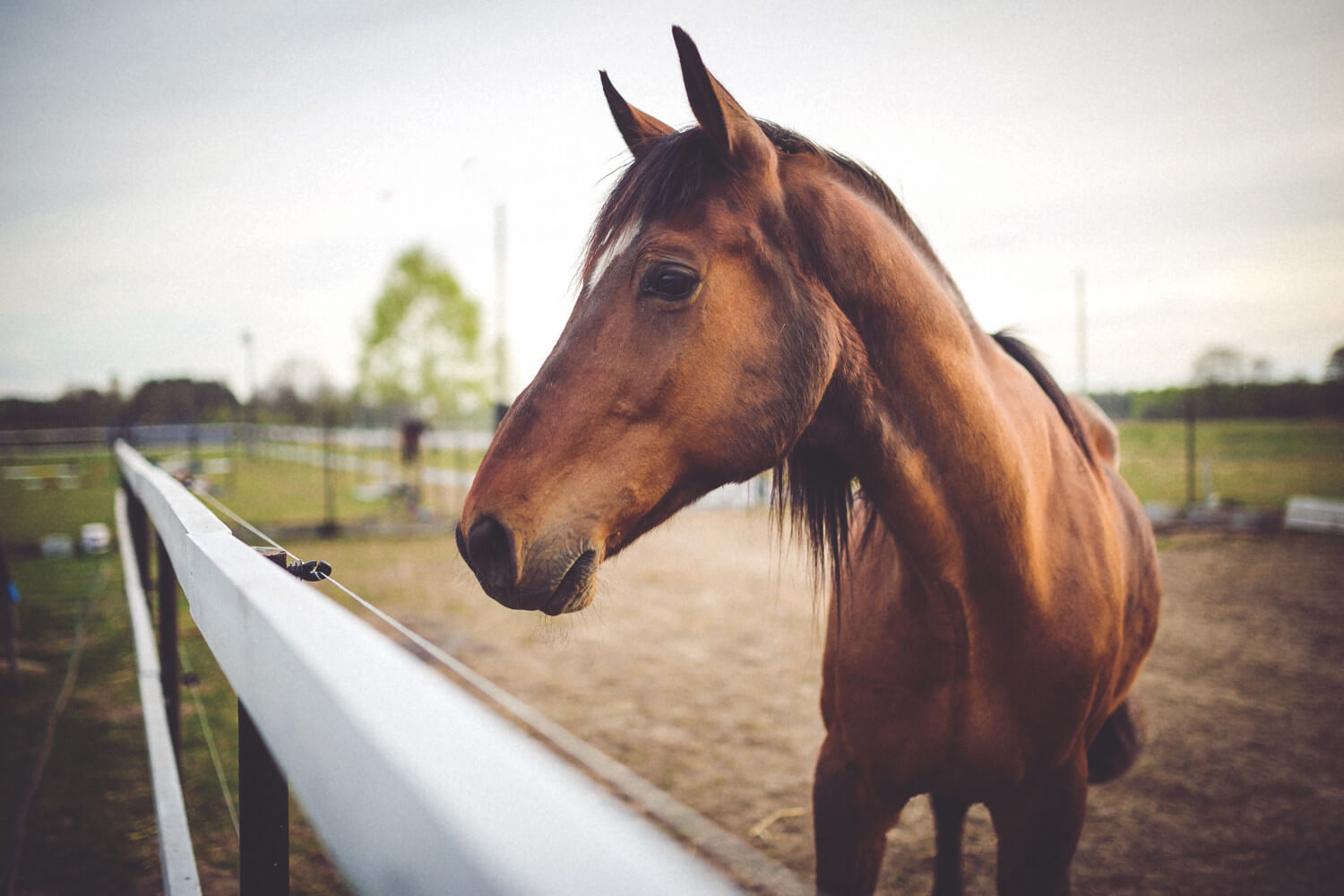 Appareil magnétothérapie pour cheval